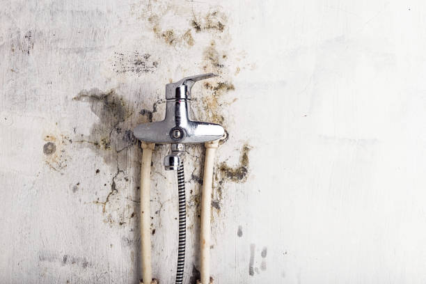 Best Commercial Mold Removal  in Madison, MS