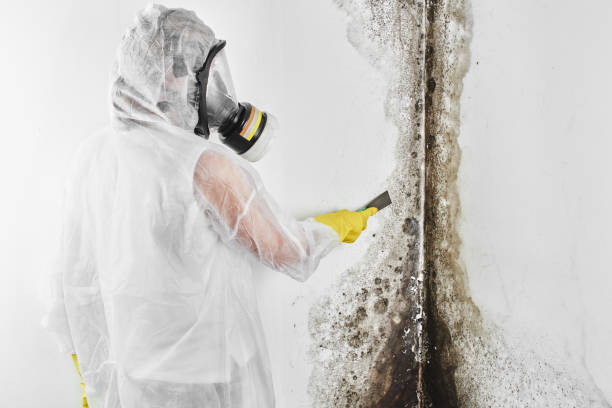 Best Home Mold Removal  in Madison, MS