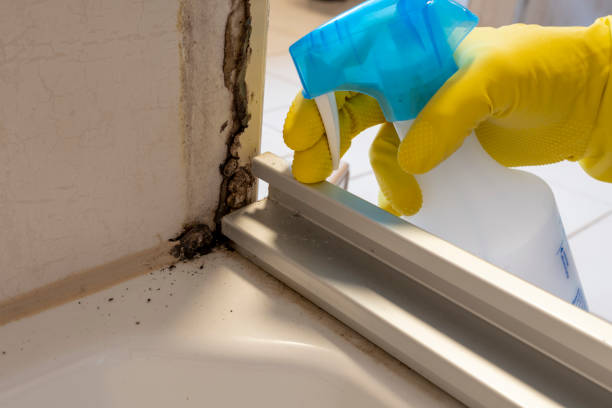 Best Certified Mold Removal  in Madison, MS