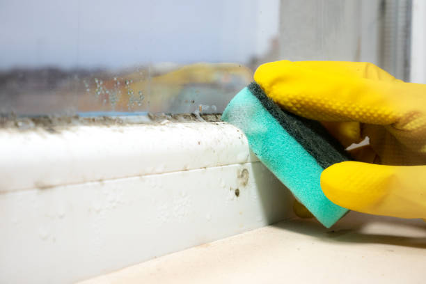 Best Mold Damage Repair  in Madison, MS