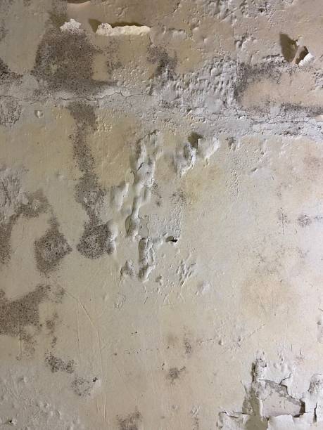 Best Emergency Mold Removal  in Madison, MS