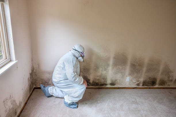Home Mold Removal in Madison, MS