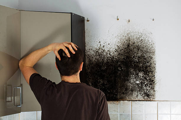 Best Home Mold Removal  in Madison, MS