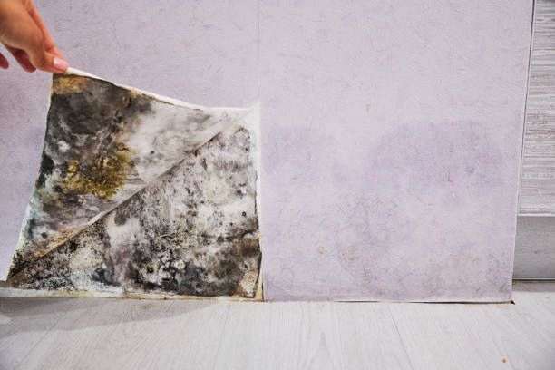 Best Residential Mold Removal  in Madison, MS
